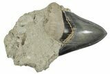 Serrated, Fossil Megalodon Tooth In Rock - Indonesia #238949-1